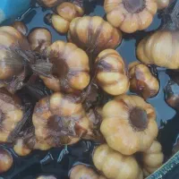 خیارشور ترشیجات زیتون|خوردنی و آشامیدنی|مشهد, حجت|دیوار