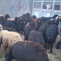گوسفند یا میش  قزل افشار