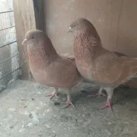 کبوترپرشی زرد|پرنده|ساوه, |دیوار