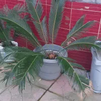 چندعدد سیکاس سالم وسرحال