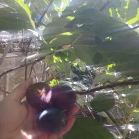 درخت انجیر|گل و گیاه طبیعی|مشهد, گاز|دیوار