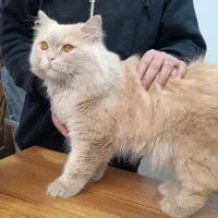 گربه نر پرشین|گربه|مشهد, ایثار|دیوار