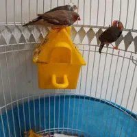 فنج مولد معاوضه|پرنده|تبریز, |دیوار