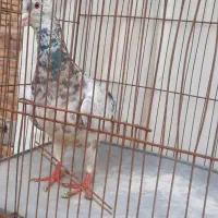سرونج  و سفید ماده بغدادی کاکلی