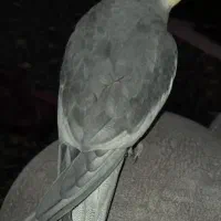 عروس هلندی نر سخنگو