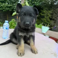 توله ژرمن|سگ|رشت, بلوار گیلان|دیوار