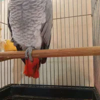 کاسکو|پرنده|شهریار, دهشاد بالا|دیوار