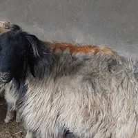 قوچ و شی شک قوچ وبز|حیوانات مزرعه|اندیمشک, |دیوار