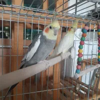 عروس هلندی|پرنده|حبیب آباد, |دیوار