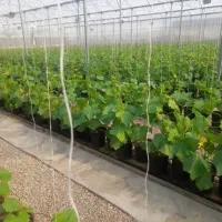 8000-متر-زمین-5100-متر-سازه-زیر-کشت-گل-هیدروپونیک