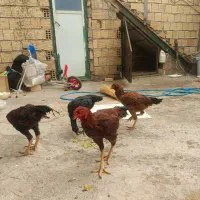 فروش مرغ و خروس لاری افغان اصل