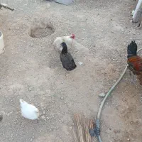 مرغ|حیوانات مزرعه|وحدتیه, |دیوار