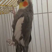 عروس هلندی سخنگو نر