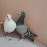 سبز آلمانی و پشت سرخ