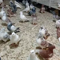 کبوتر تهرانی.کفتر|پرنده|شاهرود, |دیوار