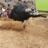 بوقلمون نر و ماده|حیوانات مزرعه|چناران, |دیوار