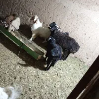 بره ماده