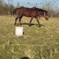 فروش اسب|اسب و تجهیزات اسب‌سواری|سنگر, |دیوار