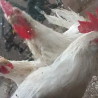 خروس سفید|پرنده|مشهد, آزادشهر|دیوار