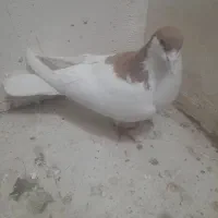 کفتر شصی|پرنده|محمدیه-قزوین, |دیوار