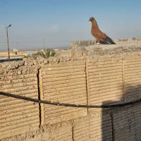 کله تاب سرخ نر یتیکه دوری