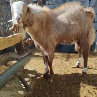 نری پاکستانی