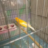 قناری نر سرخ تبریزی درقرچک|پرنده|قرچک, مهدیه|دیوار