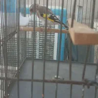 سهره|پرنده|تهران, افسریه جنوبی|دیوار