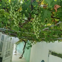 منزل ویلایی بزرگ سرابله|فروش خانه و ویلا|چرداول, |دیوار