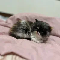 ۳تا بچه گربه ی پرشین گوگولی|گربه|مشهد, چهارچشمه|دیوار