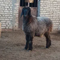 دو راس بره ماده پای قوچی