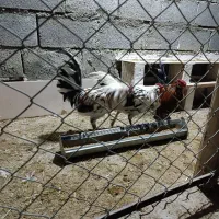 خروس گلین|حیوانات مزرعه|ابریشم, |دیوار