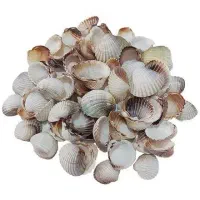 صدف های زیبای ریز