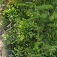 گل  و گیاه  زینتی   نمونه|خدمات باغبانی و درختکاری|صباشهر, |دیوار