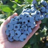 ارقام نهال بلوبری نهال مثمر و غیر مثمر باغ ویلا|خدمات باغبانی و درختکاری|بروجرد, |دیوار