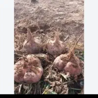 چغندر دامی تحویل درب دامداری در شهرضا وحومه