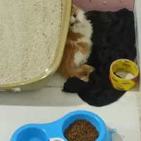 واگذاری رایگان پیشی پسر ۲ماهه dlh