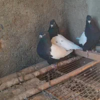 کبوتر سینه ای .کله ای.دم قهوه ای|پرنده|نهاوند, |دیوار