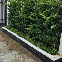 هرس کاج سمپاشی محوطه سازی طراحی|خدمات باغبانی و درختکاری|نوشهر, |دیوار