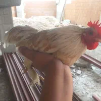 خروس کوشین فوری