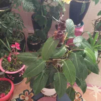 گل و گیاه طبیعی|گل و گیاه طبیعی|تهران, سلسبیل شمالی|دیوار