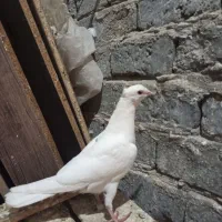 کفتر فروشی|پرنده|تربت‌حیدریه, جانبازان|دیوار