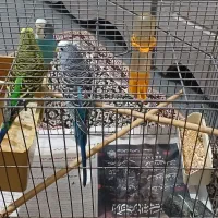 فروش مرغ عشق|پرنده|سمنان, |دیوار