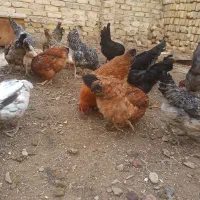 مرغ رسمی تخمگذار|پرنده|یزد, |دیوار