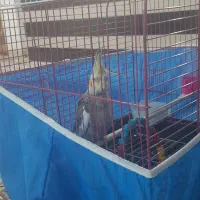 عروس هلندی نر با قفس و تجهیزات