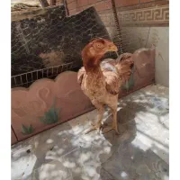 لاری