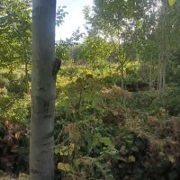 باغ انگور وگردو در زنگنه|فروش زمین و ملک کلنگی|زند, |دیوار