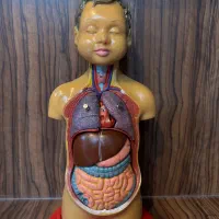 ماکت بدن انسان