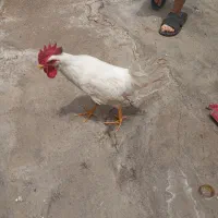 فروش مرغ وخروس