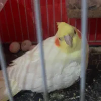 عروس هلندی لوتینو|پرنده|مشهد, تلگرد|دیوار